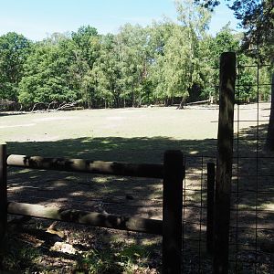 European Wisent Exhibit