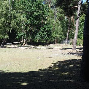 European Wisent Exhibit