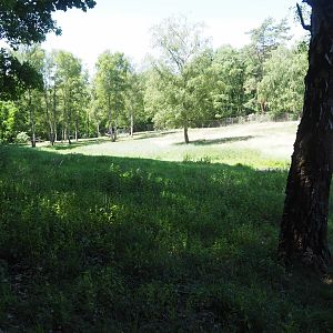 European Elk Exhibit