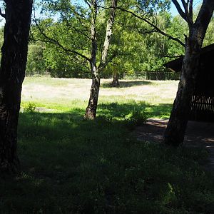 European Elk Exhibit
