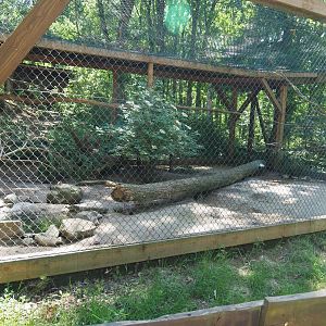 Ring-necked Pheasant Aviary