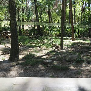 European Red Fox Exhibit