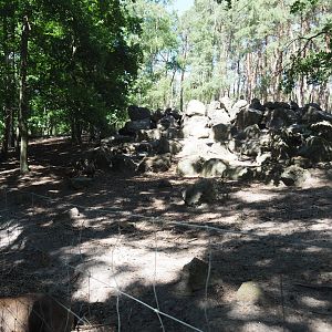 Alpine Chamois Exhibit