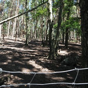 Alpine Chamois Exhibit
