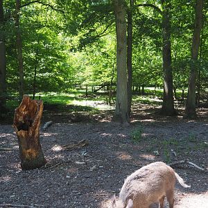 Wild Boar Exhibit
