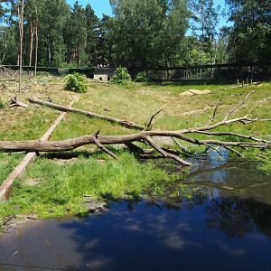 Brown Bear Exhibit