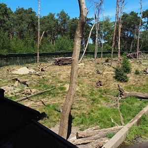 Brown Bear Exhibit