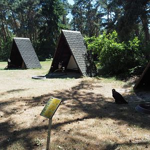 Birds waiting for the show