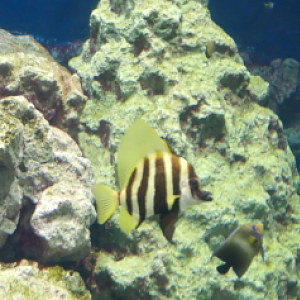Striped Boarfish