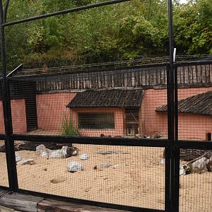 Fennec Fox & Dwarf Mongoose enclosure