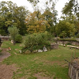 Brazilian Tapir & Maned Wolf enclosure