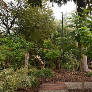 S-American walkthrough aviary - interior