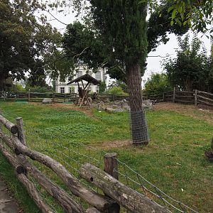 Angora goat paddock, 2020-09-03