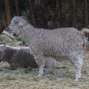 Angora goat (Capra aegagrus hircus), 2020-09-03