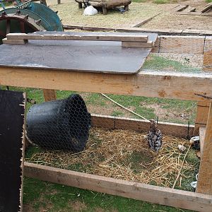 Improvised temporary exhibit for bantam hen and chicks, 2020-09-03