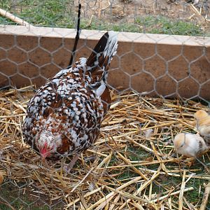 Bantam hen with chicks (Gallus gallus domesticus), 2020-09-03