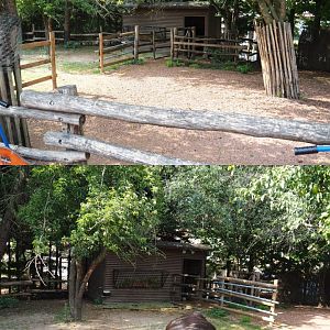 Dwarf zebu paddock and barn, 2020-09-02