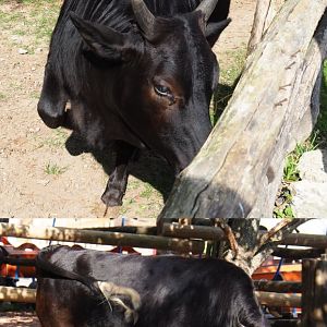 Dwarf zebus (Bos taurus indicus), 2020-09-02