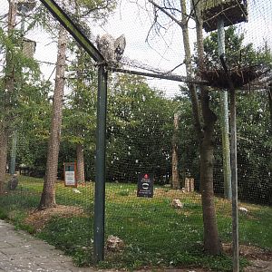 Mixed vulture aviary, 2020-09-02
