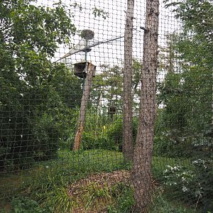 Large mixed raptor and vulture aviary, 2020-09-02