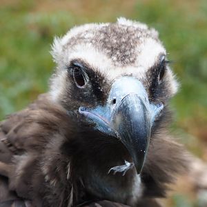 Cinereous vulture (Aegypius monachus), 2020-09-03
