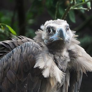 Cinereous vulture (Aegypius monachus), 2020-09-02