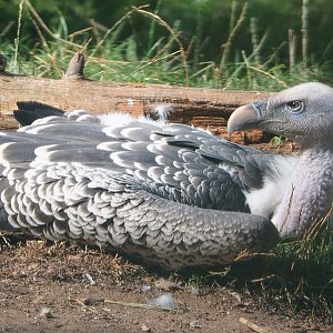Rüppell's vulture (Gyps rueppelli rueppelli), 2020-09-02