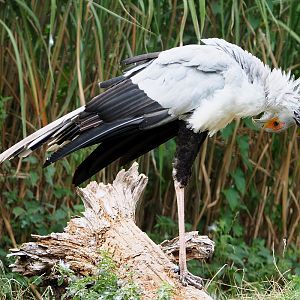 Secretary bird (Sagittarius serpentarius), 2020-09-02