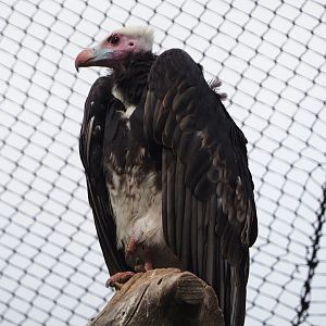 White-headed vulture (Trigonoceps occipitalis), 2020-09-02
