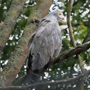 African harrier hawk or Gymnogene (Polyboroides typus), 2020-09-02