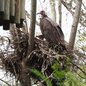 Hooded vultures (Necrosyrtes monachus), on nest, 2020-09-03
