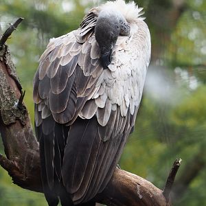 African white-backed vulture (Gyps africanus ), 2020-09-03