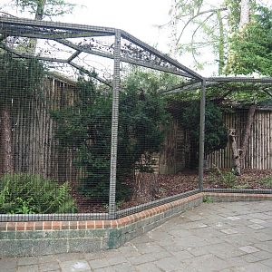 Eurasian hobby falcon aviary, 2020-09-02