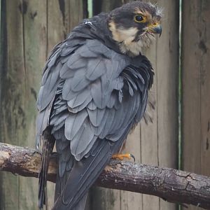 Eurasian hobby falcon (Falco subbuteo subbuteo), 2020-09-02