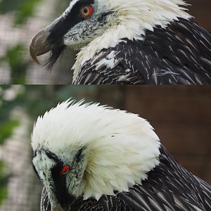 Bearded Vulture or Lammergeier (Gypaetus barbatus barbatus), 2020-09-02
