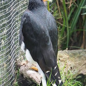 Mountain caracara (Phalcoboenus megalopterus), 2020-09-02