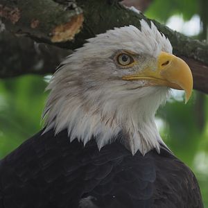Bald eagle (Haliaeetus leucocephalus), 2020-09-03