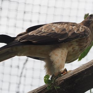 Booted eagle (Hieraaetus pennatus), 2020-09-02
