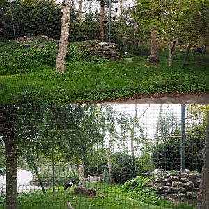 Saddle-billed stork, vulture, ground hornbill and white-necked raven aviary, 2020-09-02/03