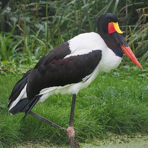 Saddle-billed stork (Ephippiorhynchus senegalensis), 2020-09-03