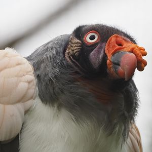 King vulture (Sarcoramphus papa), 2020-09-03