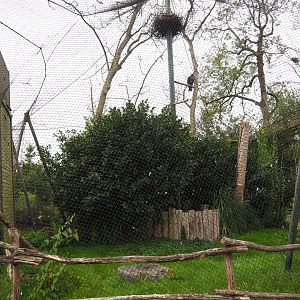Golden eagle aviary, 2020-09-03