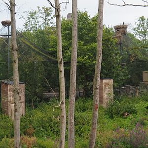 Backside of the raptor aviaries, seen from The Last Frontier, 2020-09-03