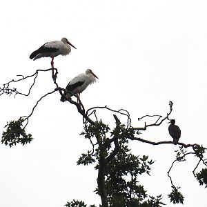 European white storks and Great cormorant in a tree, 2020-09-03