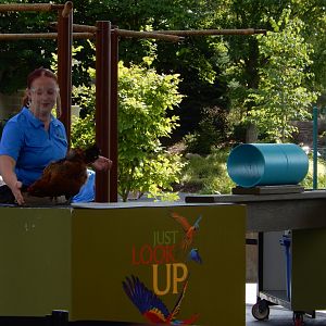 8/17/2020 - Chicken Obstacle Course