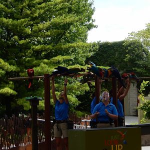 8/17/2020 - Marvelous Macaws