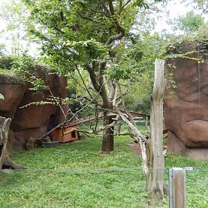 8/17/2020 - Red Panda Habitat