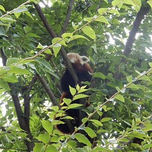 8/17/2020 - Mid-Day Snooze