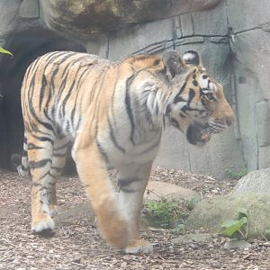 8/17/2020 - Female Amur Tiger