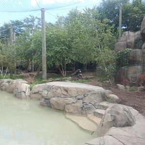 8/17/2020 - First Amur Tiger Exhibit